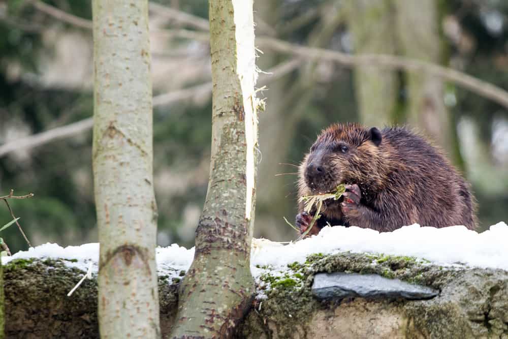 Food Avoid to Feed Beavers