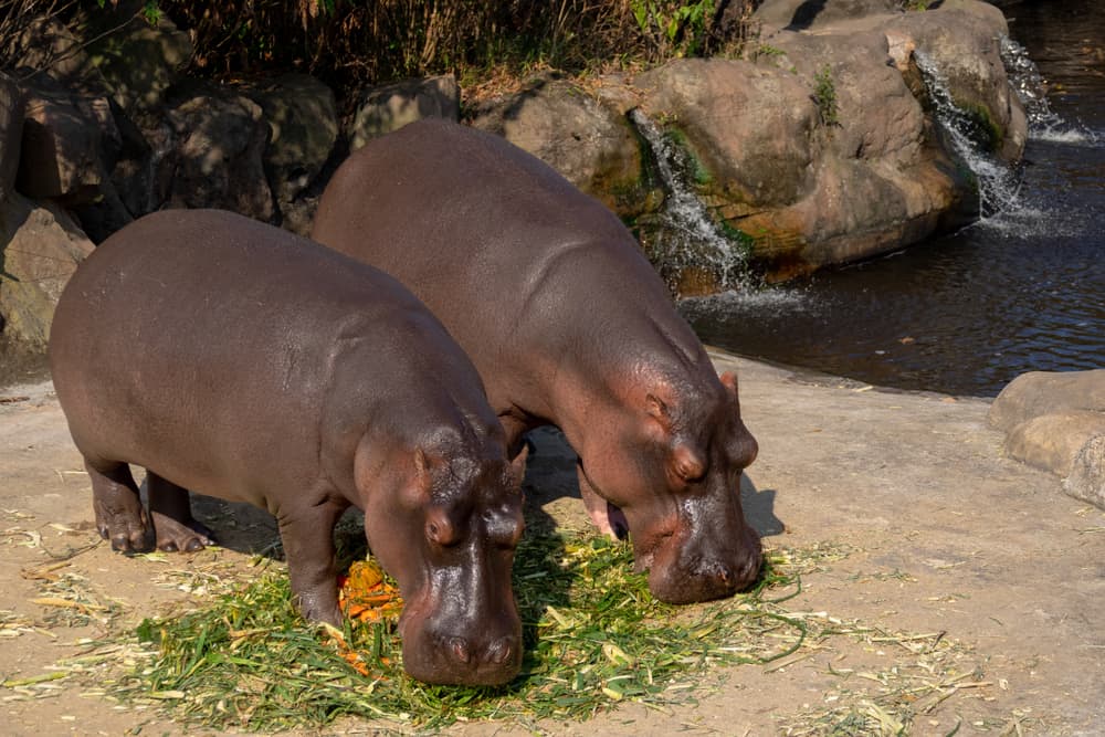 Food Avoid to Feed Hippos