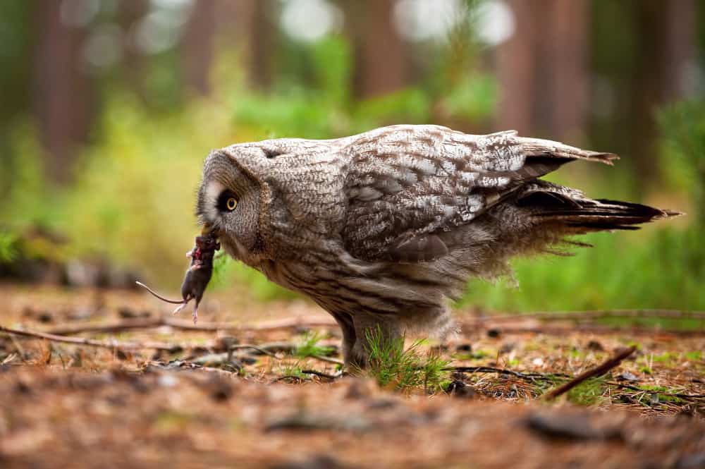 Food Avoid to Feed Owls