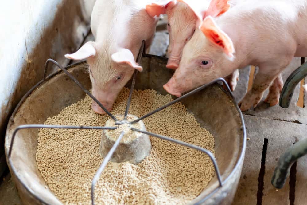 Food Avoid to Feed Pigs