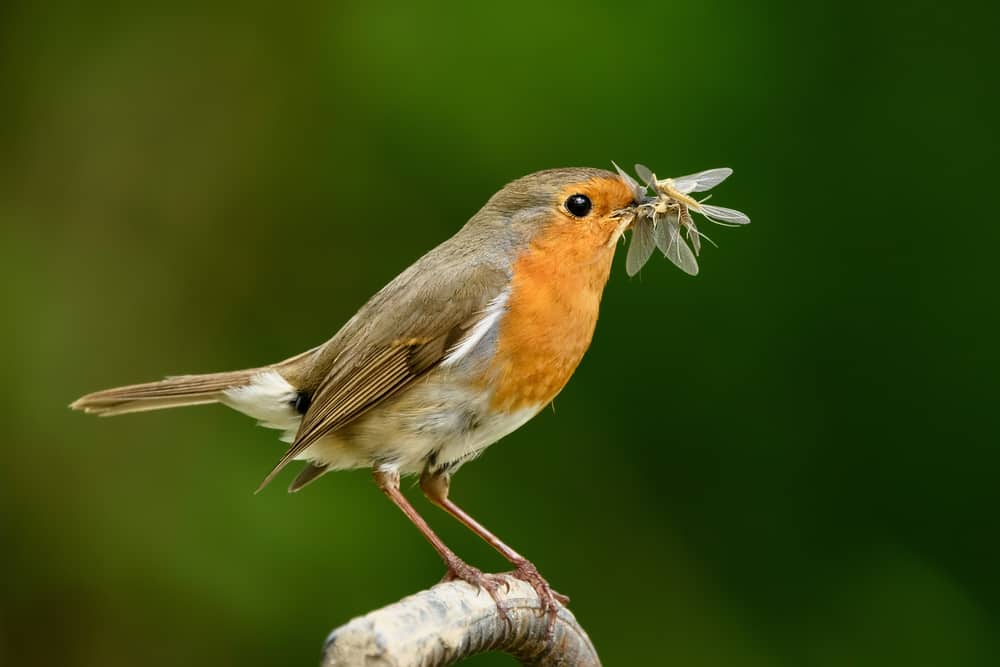 Food Avoid to Feed Robins