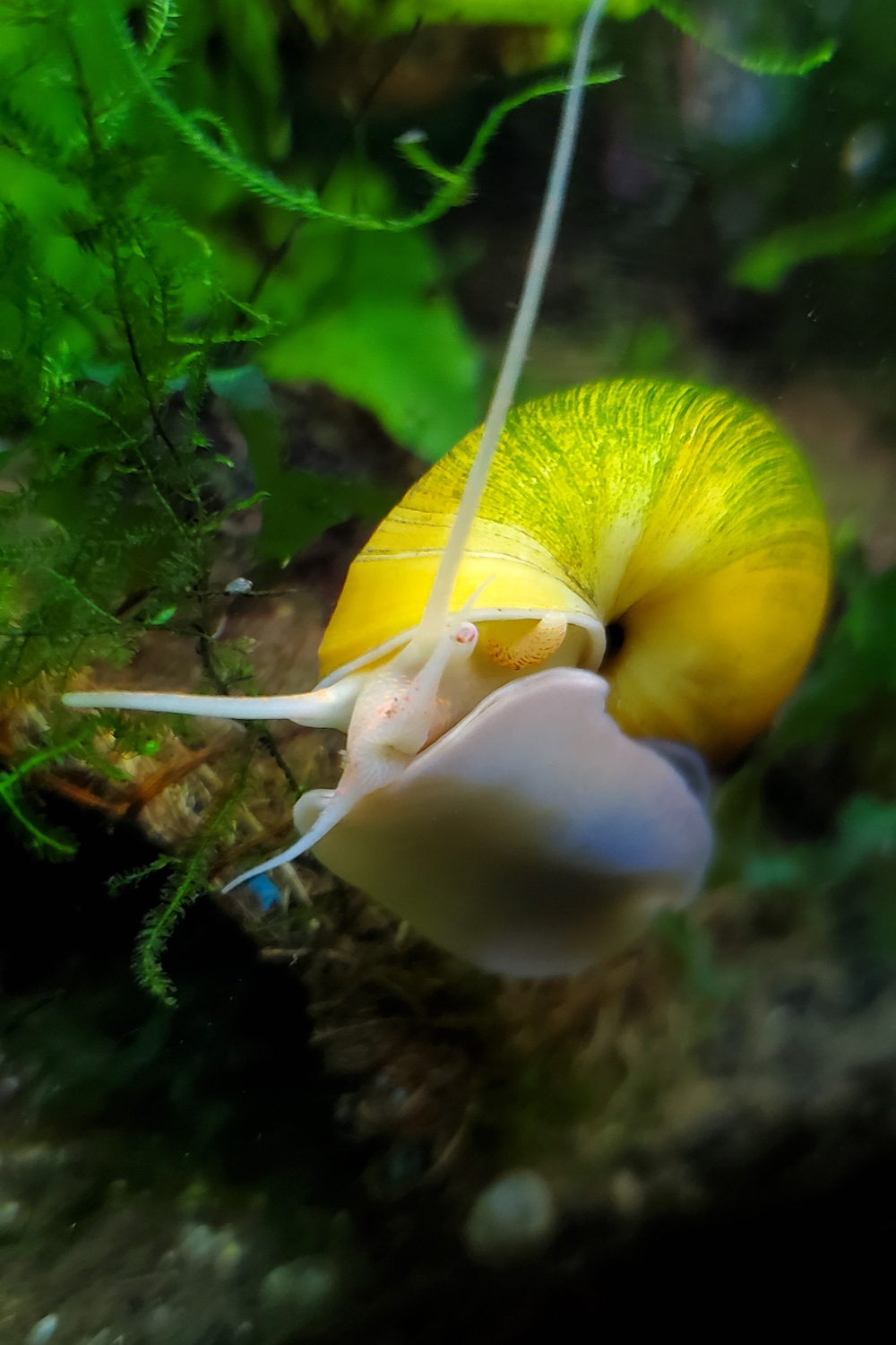 Food Avoid to Feed Water Snails