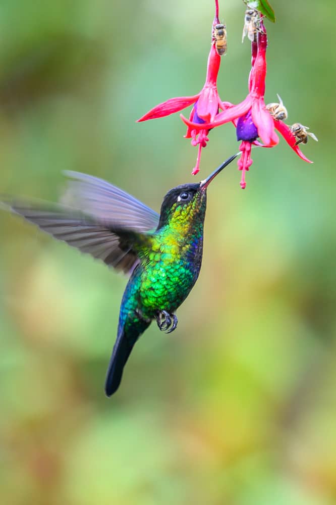 Food to Avoid Feeding Hummingbirds