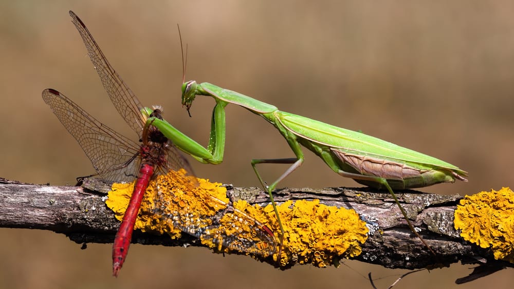 Foods Avoid feeding Praying Mantis