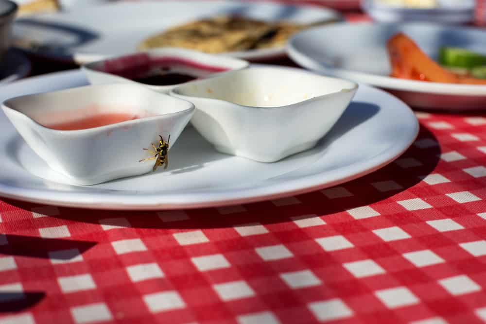 Foods That Wasps Should Avoid