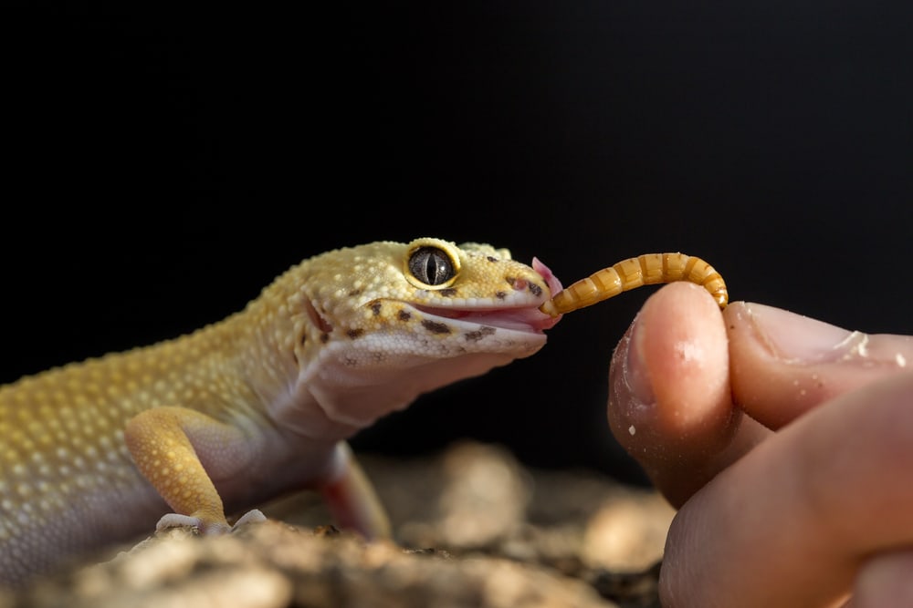 Foods To Avoid Feed Geckos