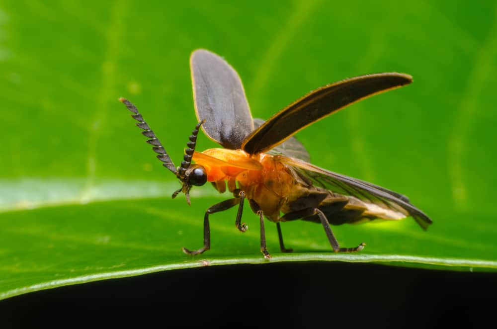 Foods To Avoid Feed fireflies