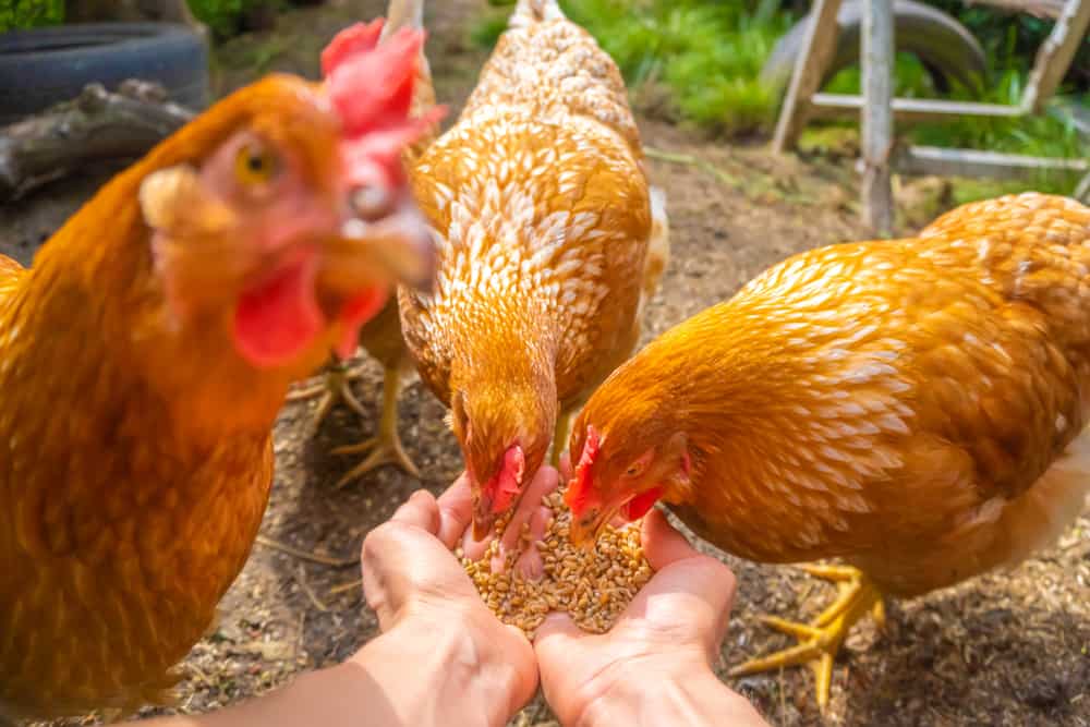 Foods To Avoid Feeding Chickens