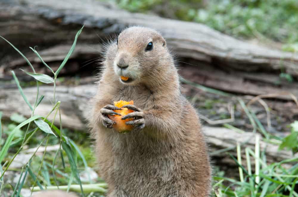 Foods To Avoid When Feeding Groundhogs   