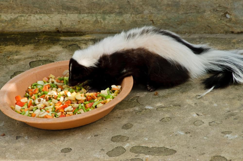 Foods To Avoid When Feeding Skunks