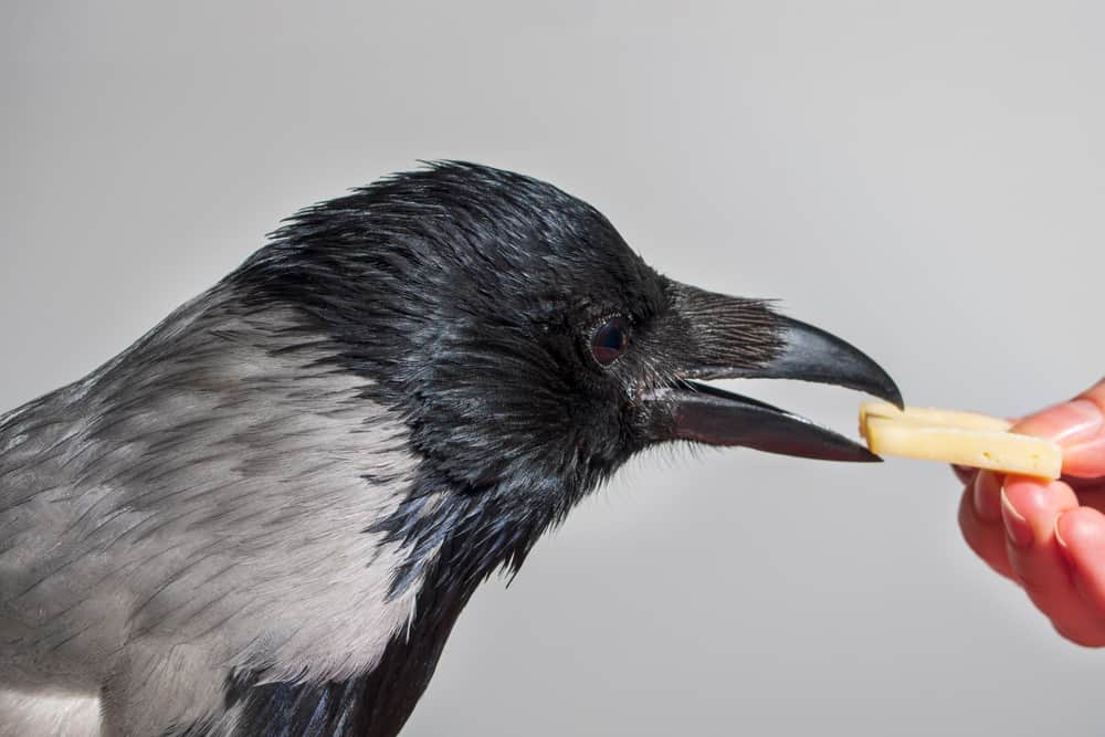 Foods to Avoid When Feeding Crows