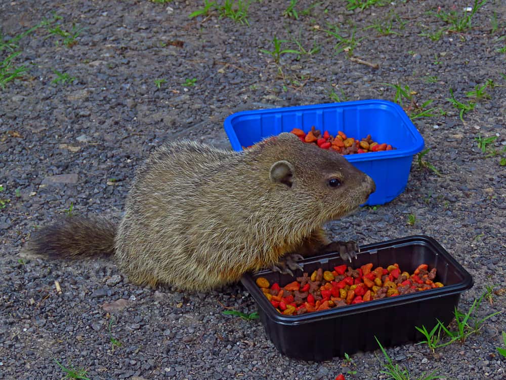 7 Things Groundhogs Like To Eat Most (Diet, Care & Feeding Tips)