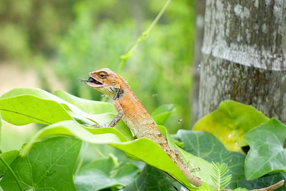 Lizards Habits and Biology