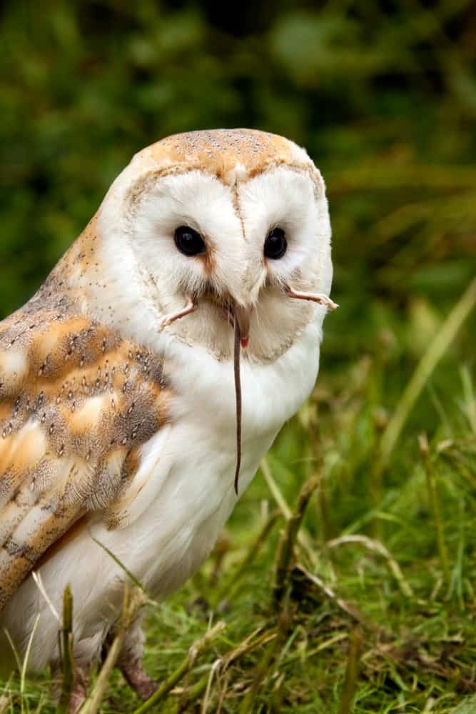 10 Things Owls Like to Eat Most (Diet, Care & Feeding Tips)