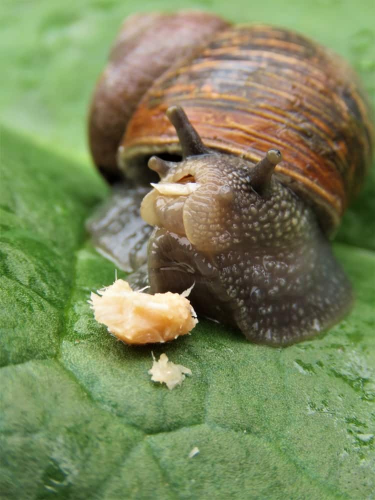 Snails Habits And Biology