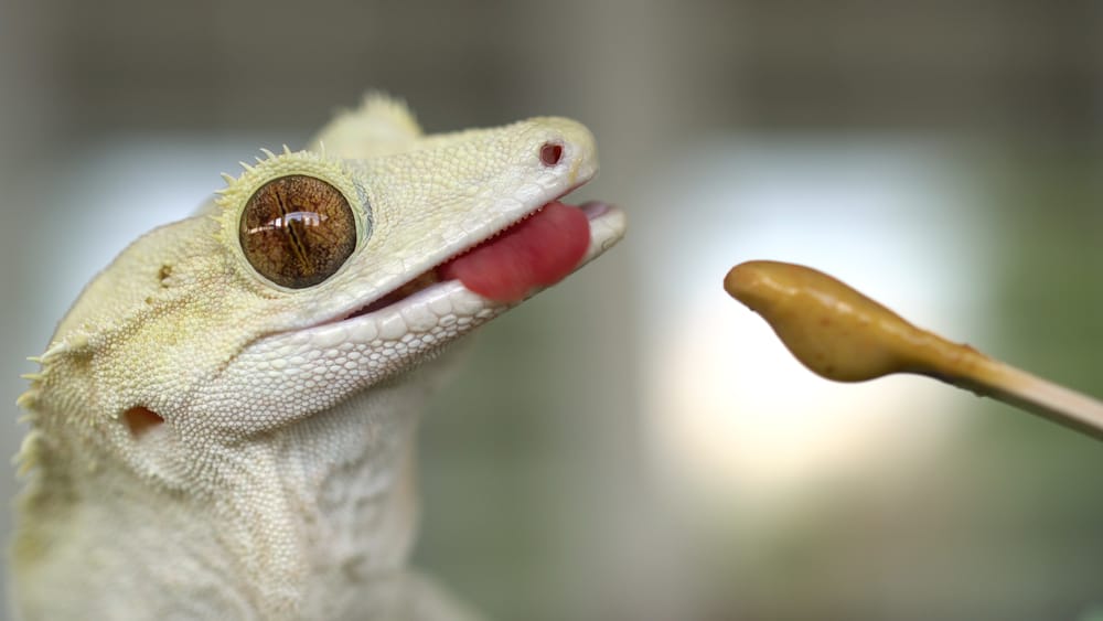 Tips To Feeding Geckos