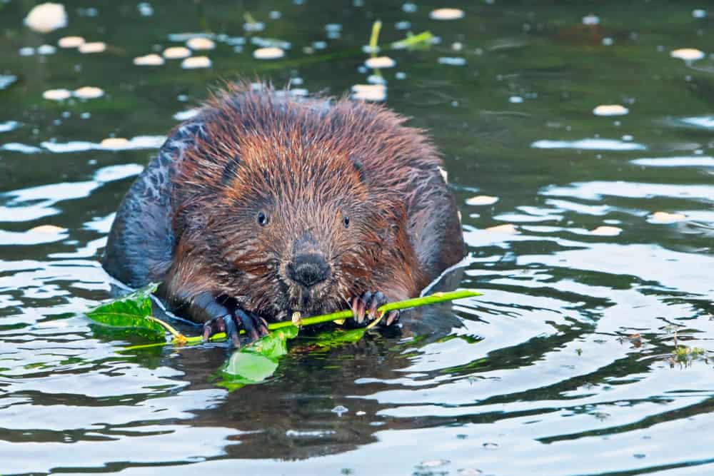 Tips to Feed Beavers