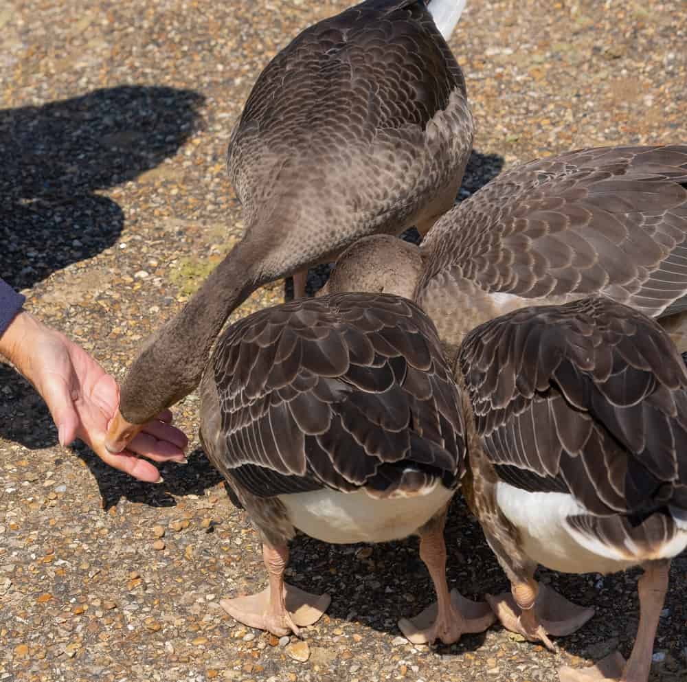 Tips to Feed Geese