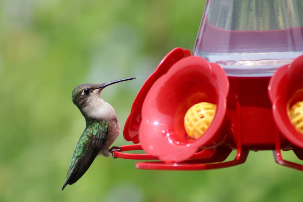 Tips to Feed Hummingbirds