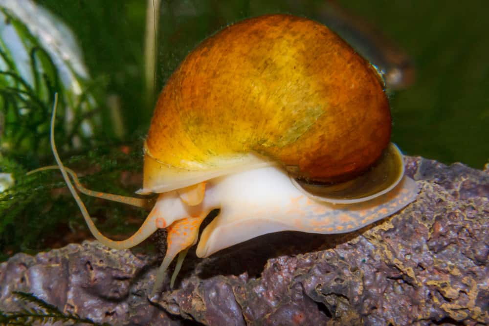 Tips to Feed Water Snails