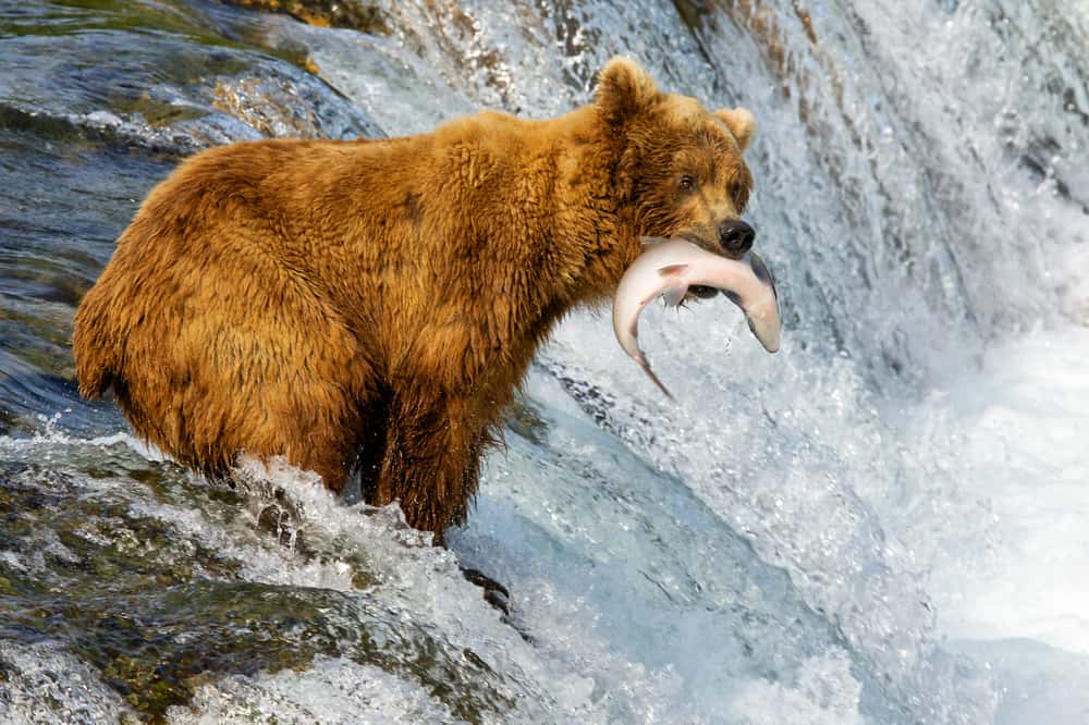 What Do Bears Like To Eat Most
