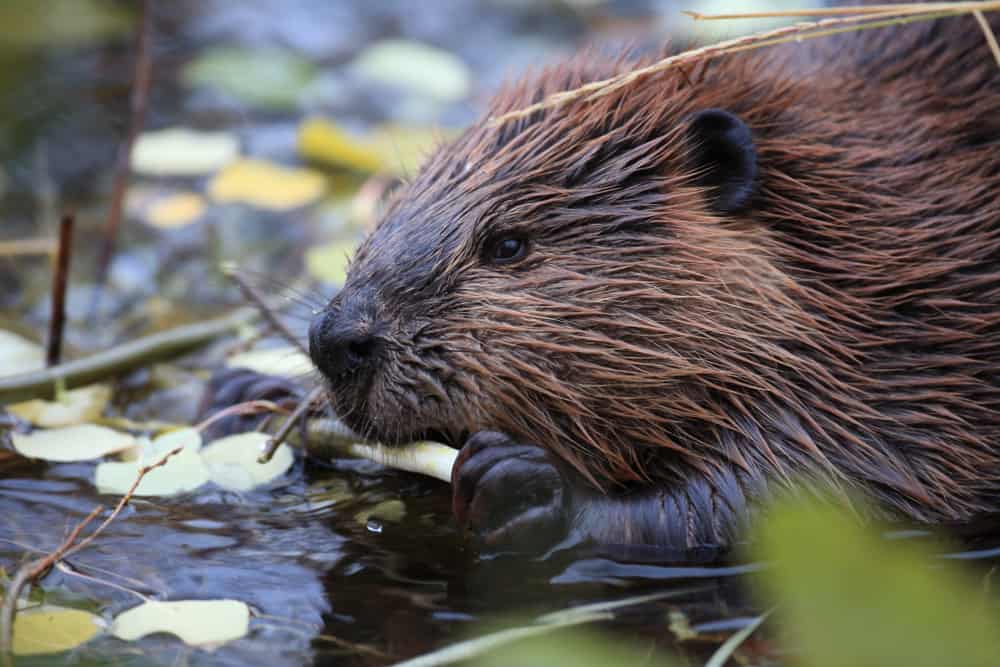 What Do Beavers Eat
