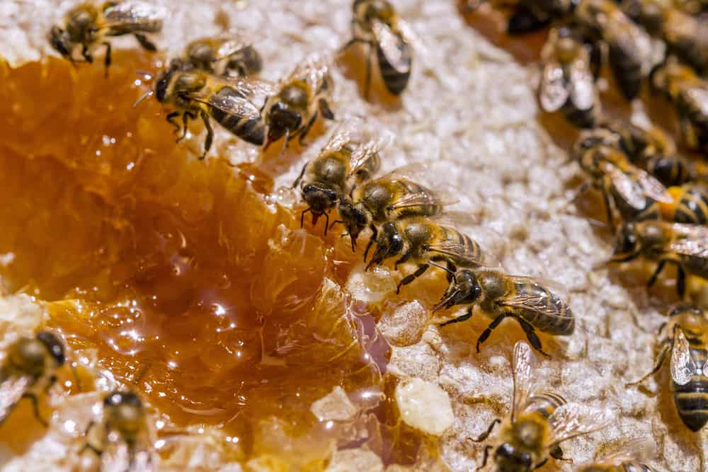 What Do Bees Like to Eat Most