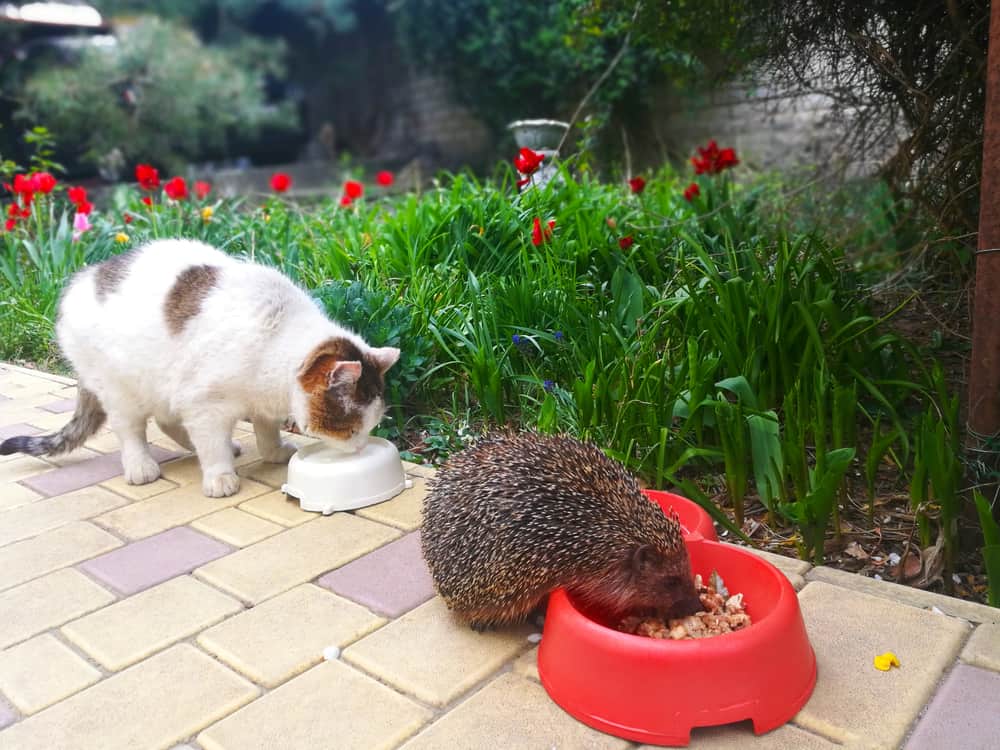What Do Hedgehogs Like to Eat Most