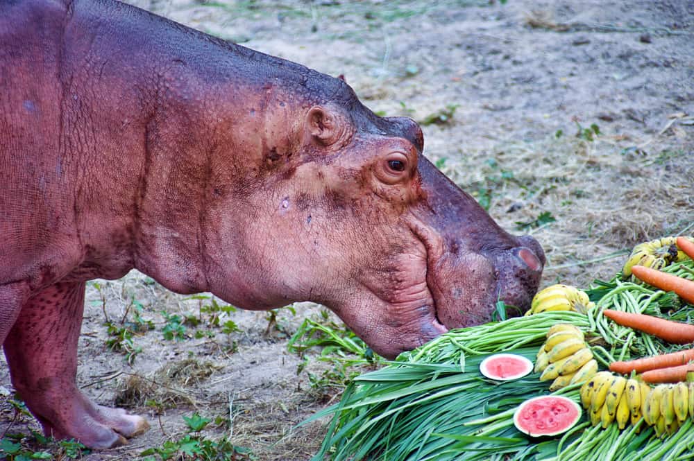 What Do Hippos Like to Eat Most
