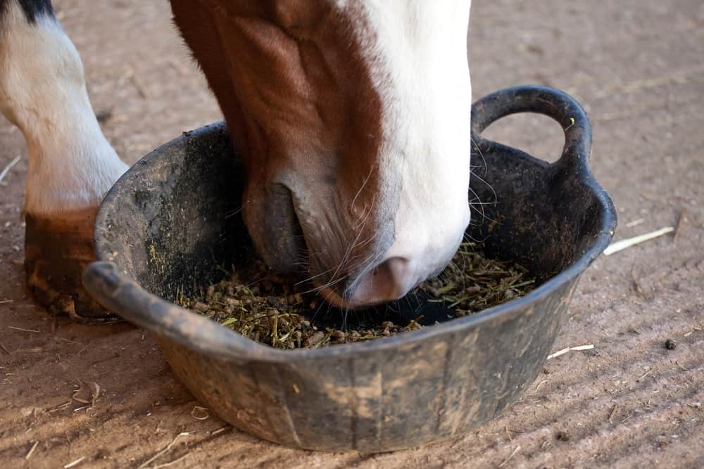 What Do Horses Like to Eat Most