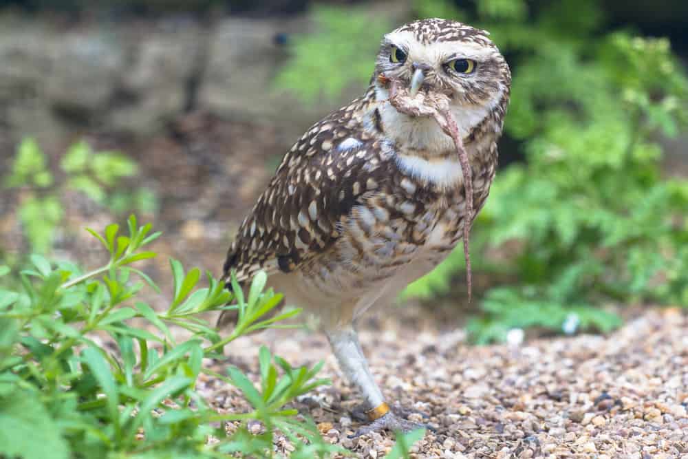 10 Things Owls Like to Eat Most (Diet, Care & Feeding Tips)