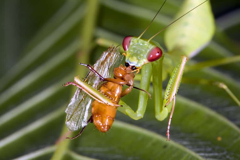 What Do Praying Mantises Eat