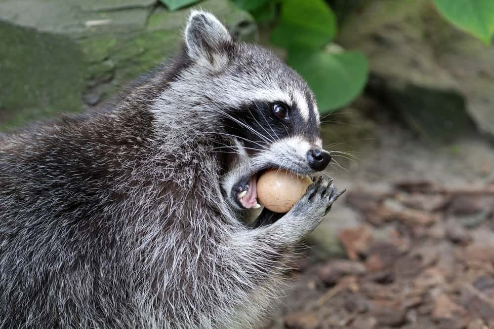 What Do Raccoons Eat Most