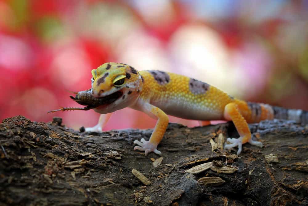 What do geckos eat