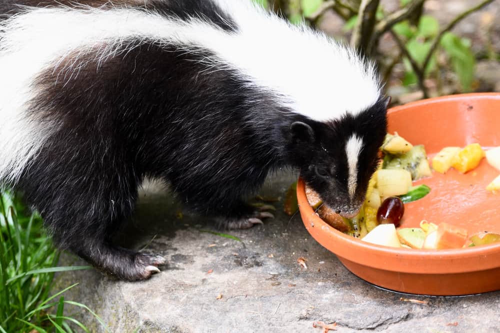 What do skunks eat