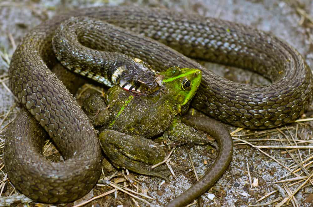 what do Garter snakes eat