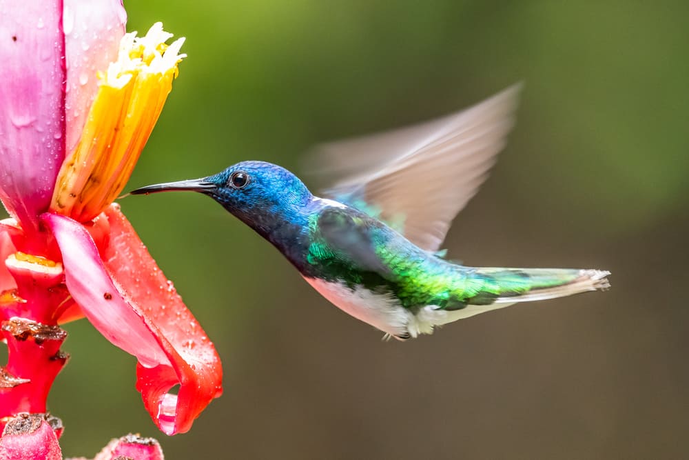 what do Hummingbirds eat