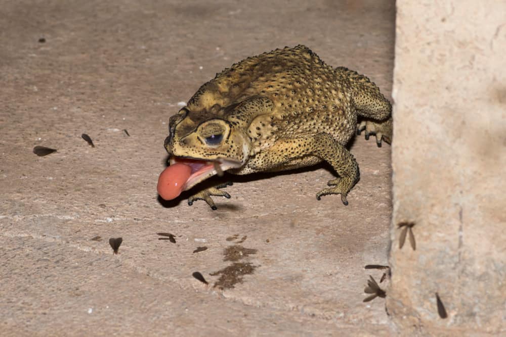 what do Toads eat