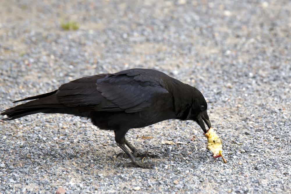14 Things Crows Like To Eat Most (Diet, Care & Feeding Tips)