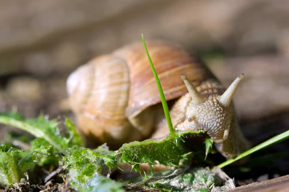 19 Things Snails Like To Eat Most (Diet, Care & Feeding Tips)