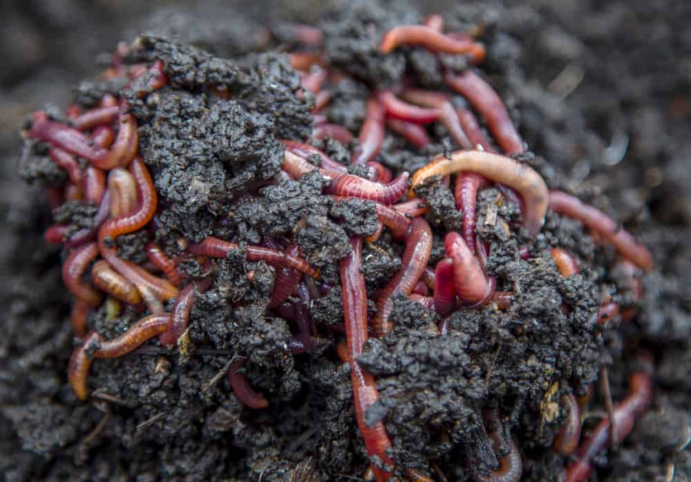 what worms like to eat most