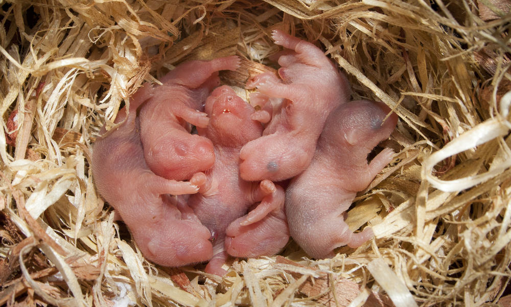 11 Main Reasons Why Hamsters Eat Their Babies (Tips to ...