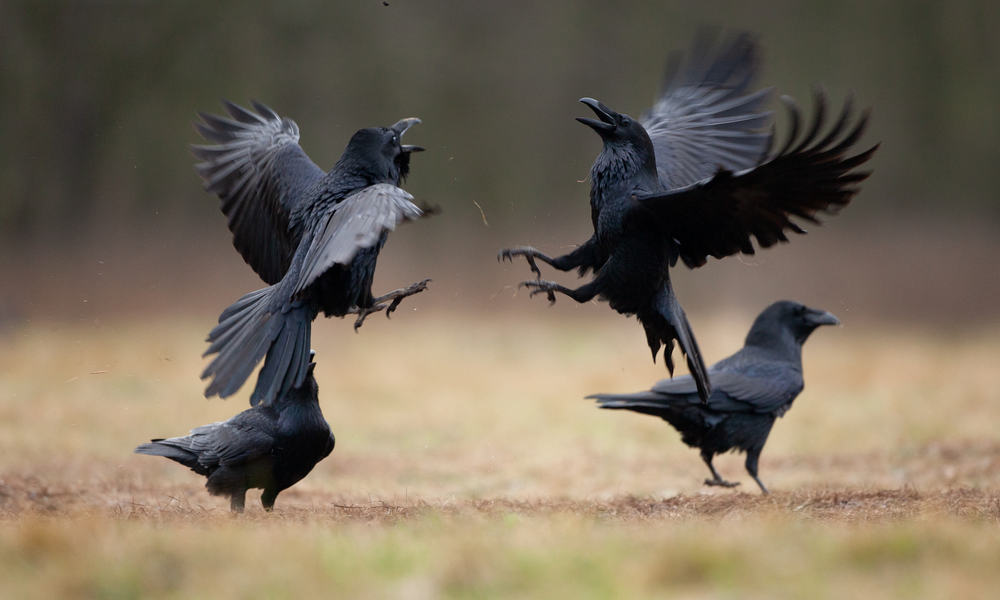 11 Things Ravens Like To Eat In the Wild