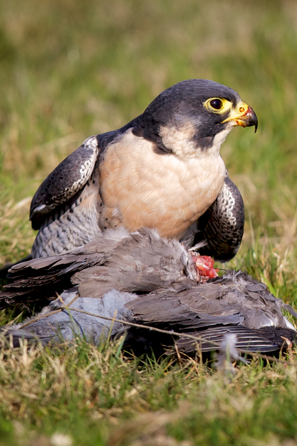 15 Facts about peregrine falcons