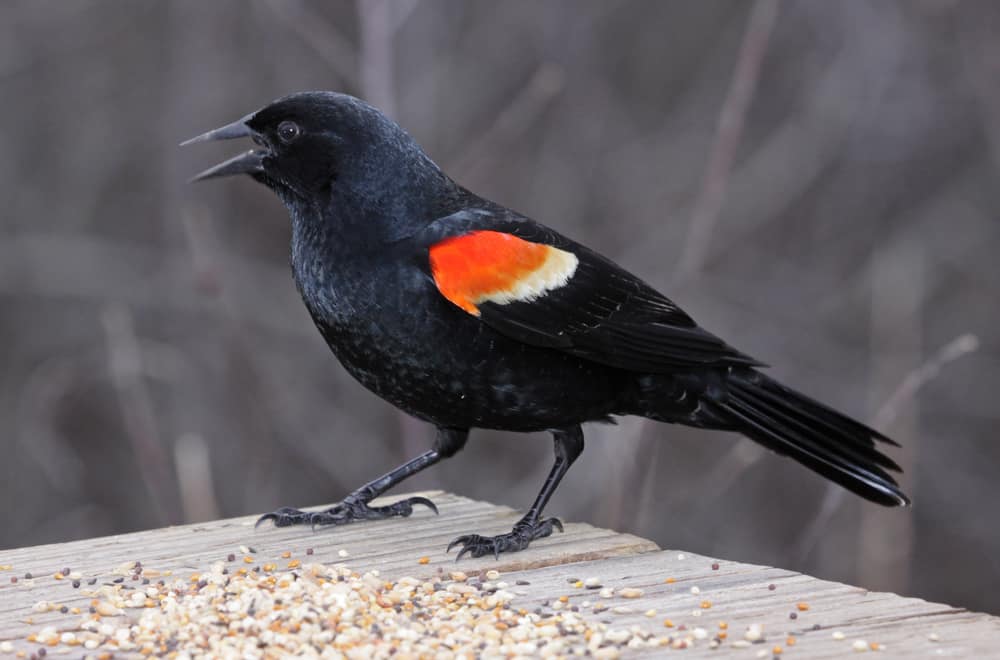 19 Facts about red-winged blackbird