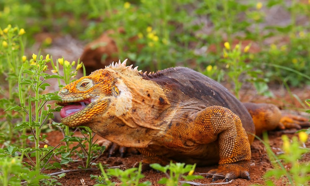 20 Things Iguanas Like to Eat Most