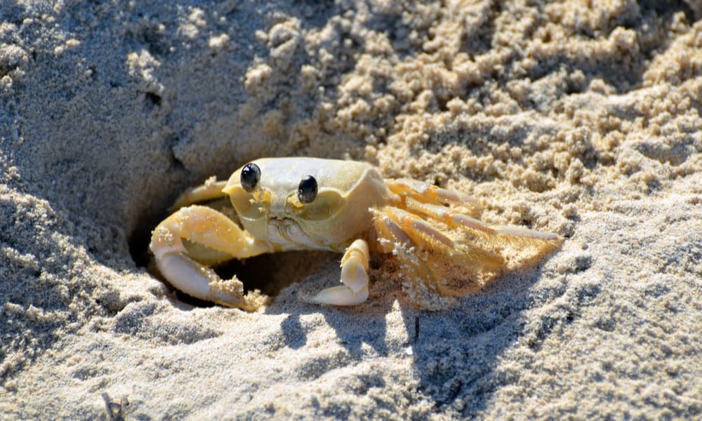 3 Things Sand Crabs Like to Eat In the Wild
