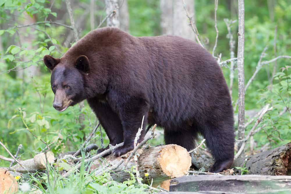 4 Facts About North American Black Bears
