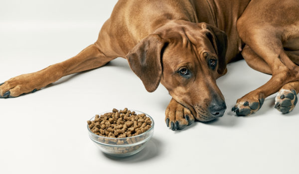 4 Main Reasons Why Your Dog Won’t Eat (Appetite Solutions)