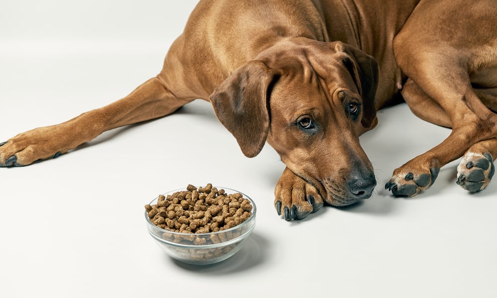4 Main Reasons Why Your Dog Won't Eat (Appetite Solutions)